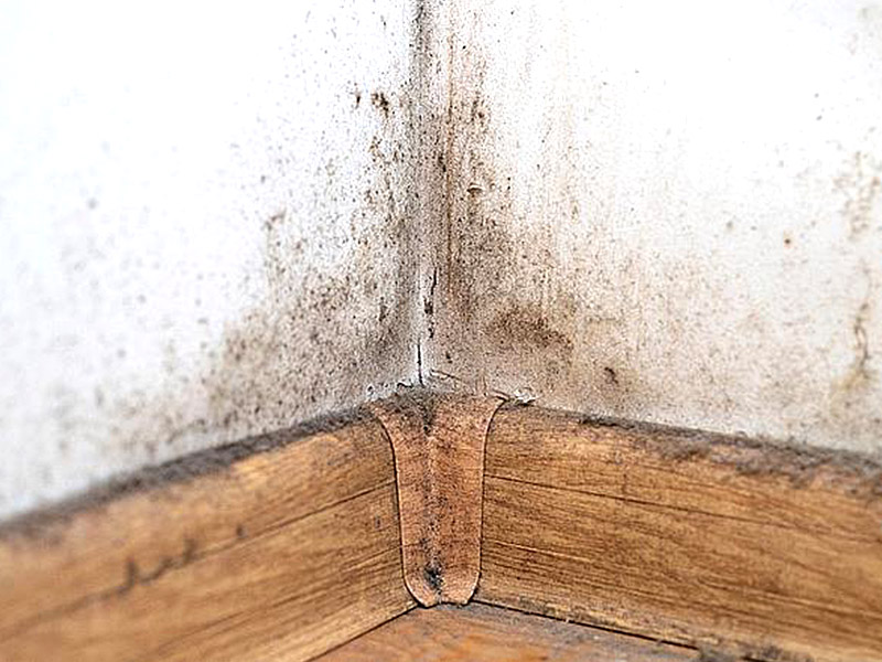 Mengapa Baseboard Saya Tumbuh Acuan?